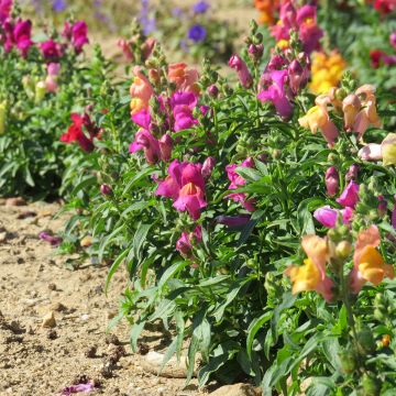 Antirrhinum x majus Magic Carpet Mix  - Gueule de loup, Gueule de lion, Muflier des Jardins, Muflier à grandes fleurs