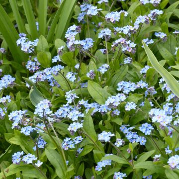 Myosotis des forêts Bleu - Myosotis sylvatica