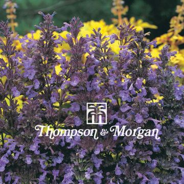 Nepeta transcaucasica Blue Infinity - seeds