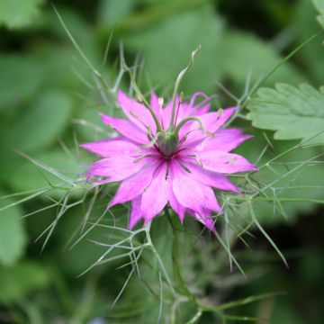 Graines de Nigelle Persian Rose - Nigella damascena.