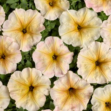 Petunia Ingrid F1 coated seeds
