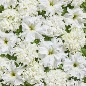 Petunia fimbriata White Double coated seeds