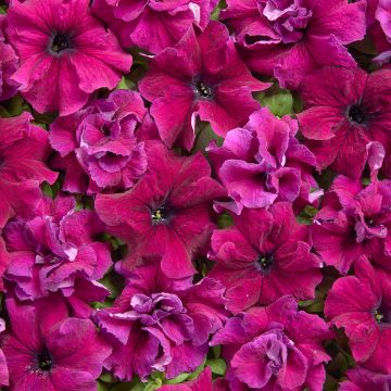Petunia grandiflora Purple Dwarf (1958) coated seeds