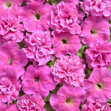 Petunia Rosa Bonheur coated seeds