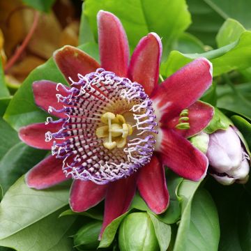 Passiflora quadrangularis seeds - Giant granadilla