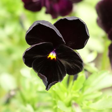 Viola - Pansy Black Crystal Seeds