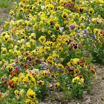 Viola x wittrockiana Frou Frou organic seeds - Pansy