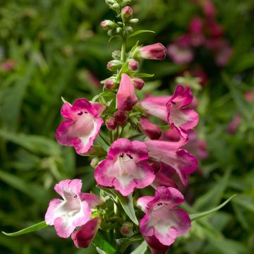 Penstemon Arabesque Orchid seeds