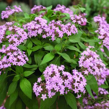 Pentas lanceolata Northern Lights Lavender seeds - Egyptian star Pentas lanceolata Northern Lights Lavender seeds - Egyptian star