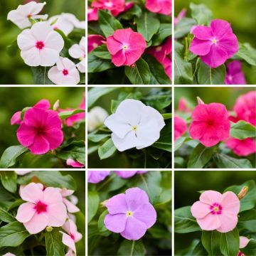 Catharanthus roseus Heatwave Mix seeds -  - Madagascar periwinkle