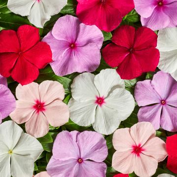 Catharanthus roseus Volcano Mix F1 seeds - Madagascar periwinkle