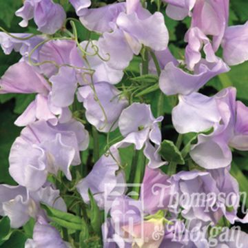Lathyrus odoratus grandiflora Ballerina Blue - Sweet pea