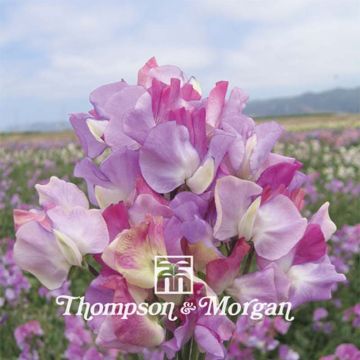 Lathyrus odoratus grandiflora Prima Ballerina - Sweet pea