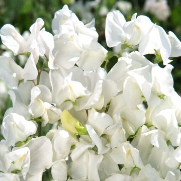 Lathyrus odoratus Royal Wedding - Sweet Pea Seeds