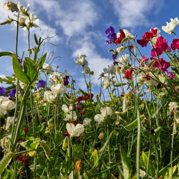 Lathyrus odoratus Winter Sunshine Formula Mix - seeds