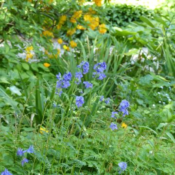 Polemonium caeruleum Blue Pearl seeds - Jacob's ladder