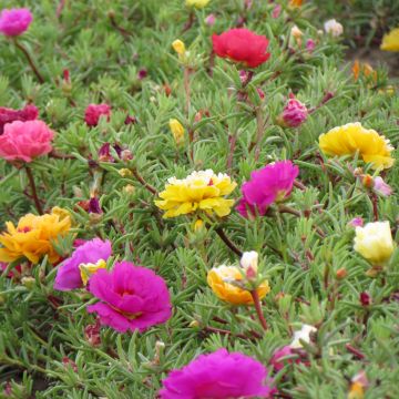 Pourpier à fleurs doubles en mélange - Portulaca grandiflora