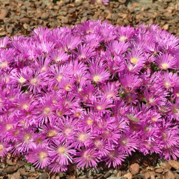 Delosperma Table Mountain (coated seeds) - Ice plant Delosperma Table Mountain (coated seeds) - Ice plant