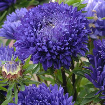 Callistephus chinensis King Size Mid-Blue seeds - China aster