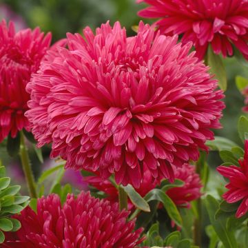 Callistephus chinensis King Size Red - Aster de Chine King Size Red