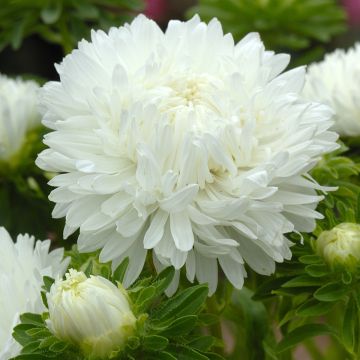 Callistephus chinensis King Size White seeds - China aster Callistephus chinensis King Size White seeds - China aster