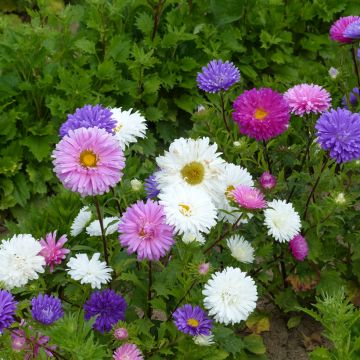 Callistephus chinensis Queen of the Market Mix - seeds