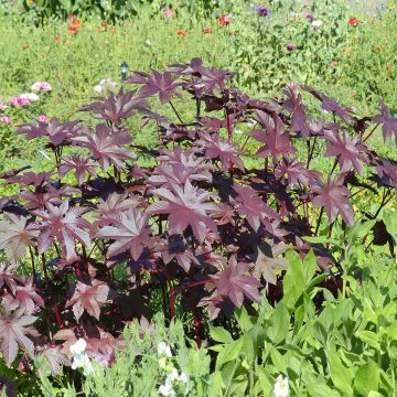 Ricinus communis New Zealand Purple seeds - Castor Bean