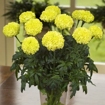 African Marigold Nosento Limegreen seeds - Tagetes erecta