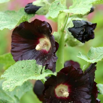 Rose trémière noire Jet Black - Alcea rosea Nigra