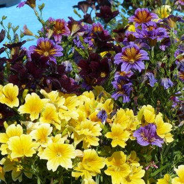 Salpiglossis sinuata Royale F1 Mix seeds - Painted Tongue