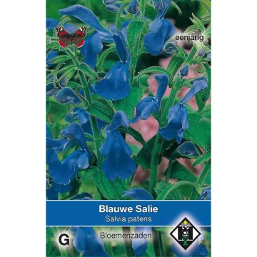 Graines de Salvia patens - Sauge gentiane Graines de Salvia patens - Sauge gentiane