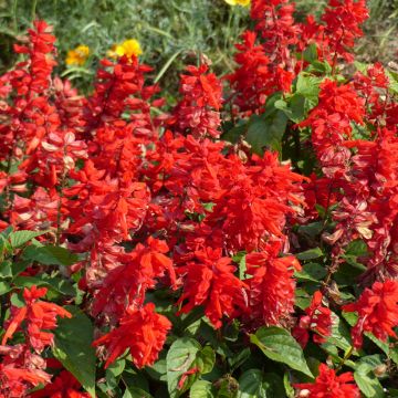 Salvia Splendens Blaze Of Fire 