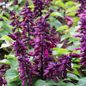 Salvia splendens Estella Purple seeds - Scarlet Sage Salvia splendens Estella Purple seeds - Scarlet Sage