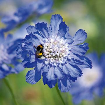 Scabiosa caucasica Fama® Deep Blue - Lomélosie du Caucase Fama bleu foncé, Scabieuse du Caucause Fama bleu foncé