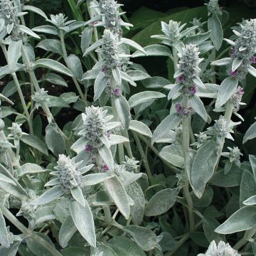 Stachys byzantina  - Oreille de Lapin, Oreille d'ours, Oreille d'agneau, Epiaire laineuse, Epiaire byzantine