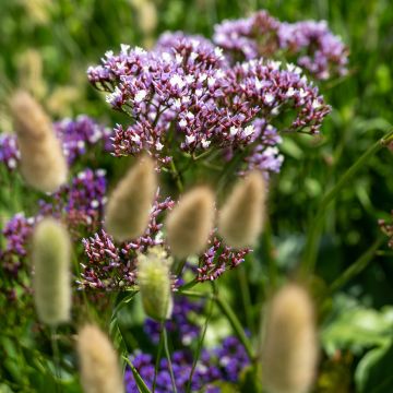 Limonium perezii Indie seeds - Perez's Sea Lavender Limonium perezii Indie seeds - Perez's Sea Lavender