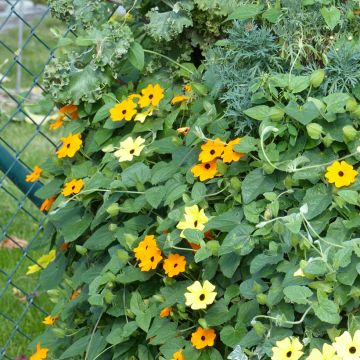 Thunbergie Ailée en mélange - Thunbergia alata