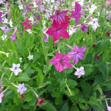 Tabac d’Ornement Sensation en mélange - Nicotiana alata