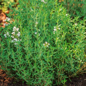 Thymus vulgaris subsp. aestivus  - Summer Thyme organic seeds