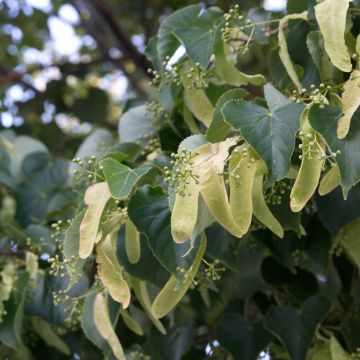Tilia cordata seeds - Small-leaved lime Tilia cordata seeds - Small-leaved lime