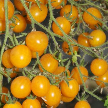 Tomato Yellow Clementine - Cherry Tomato organic seeds