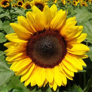 Sunflower Pro-Cut Brilliance seeds - Helianthus annuus Sunflower Pro-Cut Brilliance seeds - Helianthus annuus