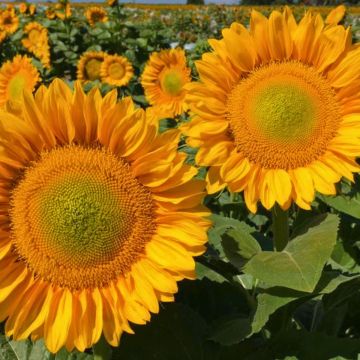 Sunflower Pro-Cut Gold Lite DMR seeds - Helianthus annuus