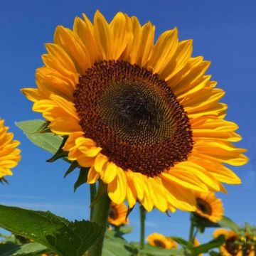 Sunflower Pro-Cut Horizon seeds - Helianthus annuus Sunflower Pro-Cut Horizon seeds - Helianthus annuus