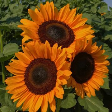 Sunflower Pro-Cut Orange DMR seeds - Helianthus annuus Sunflower Pro-Cut Orange DMR seeds - Helianthus annuus