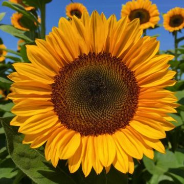 Sunflower Pro-Cut Orange Excel seeds - Helianthus annuus Sunflower Pro-Cut Orange Excel seeds - Helianthus annuus