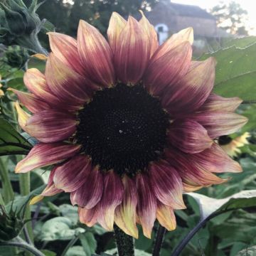 Sunflower Pro-Cut Plum seeds - Helianthus annuuse, Sunflower Sunflower Pro-Cut Plum seeds - Helianthus annuuse, Sunflower