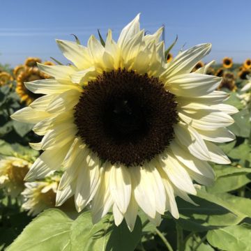 Sunflower Pro-Cut White Nite seeds - Helianthus annuus