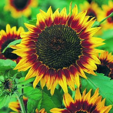 Sunflower Floristan seeds - Helianthus annuus