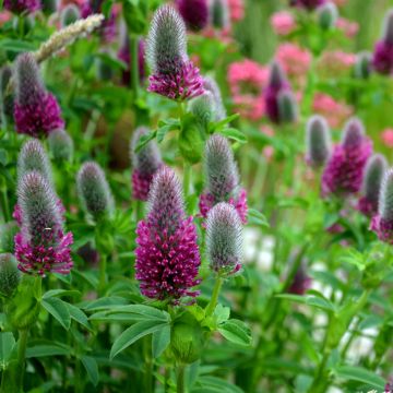 Trifolium Rubens 